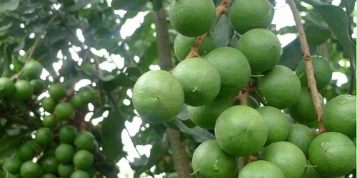 速盈娱乐坚果零食代工厂给大家推荐椰子冻凉爽去燥