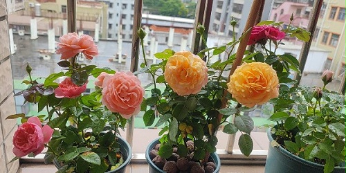 速盈娱乐坚果代工厂浅淡普通人在如何在经济危机下自保