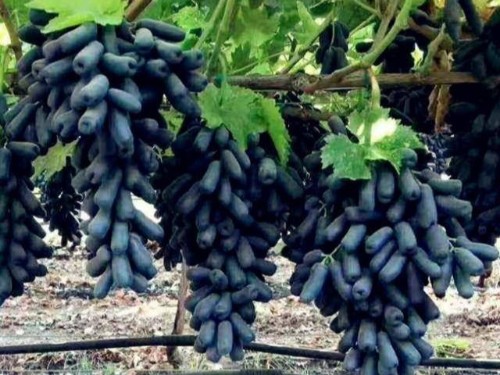 蓝宝石葡萄干功效和作用-速盈娱乐坚果代工厂