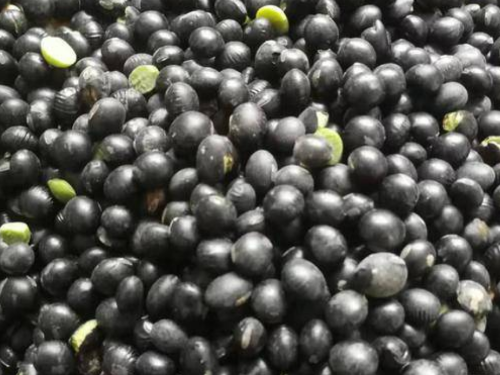 黑豆煮水喝有什么功效和作用-速盈娱乐干果代工厂