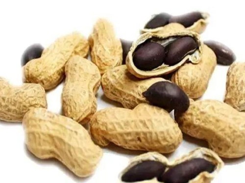 黑花生与红花生哪个营养价值高-速盈娱乐坚果代工厂