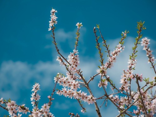 三月芬芳 春序渐浓-焦点娱乐坚果代工厂